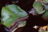 Pistia stratiotes, habit