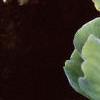 Pistia stratiotes, habit