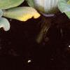 Pistia stratiotes, habit