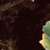 Pistia stratiotes, habit