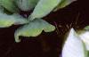 Pistia stratiotes, habit