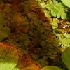 Pistia stratiotes, habit