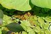 Pistia stratiotes, habit
