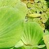 Pistia stratiotes, habit