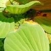 Pistia stratiotes, habit