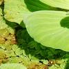 Pistia stratiotes, habit