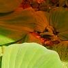Pistia stratiotes, habit