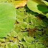 Pistia stratiotes, habit