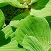 Pistia stratiotes, habit