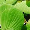 Pistia stratiotes, habit