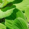 Pistia stratiotes, habit
