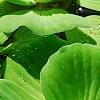 Pistia stratiotes, habit