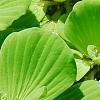 Pistia stratiotes, habit