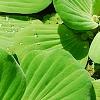 Pistia stratiotes, habit