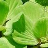 Pistia stratiotes, habit
