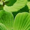 Pistia stratiotes, habit