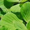Pistia stratiotes, habit