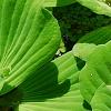 Pistia stratiotes, habit