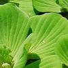 Pistia stratiotes, habit