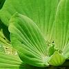 Pistia stratiotes, habit