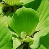 Pistia stratiotes, habit