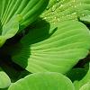 Pistia stratiotes, habit