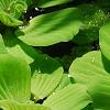 Pistia stratiotes, habit