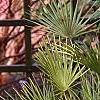 Chameerops humilis, habit