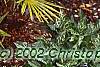 Chameerops humilis, habit
