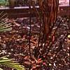 Chameerops humilis, habit
