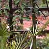 Chameerops humilis, habit