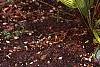 Chameerops humilis, habit