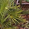 Chameerops humilis, habit