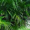 Rhapidophyllum hystrix, habit