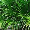 Rhapidophyllum hystrix, habit