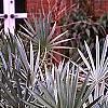 Serenoa repens, habit