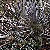 Serenoa repens, habit
