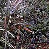 Serenoa repens, habit