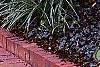 Serenoa repens, habit