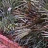 Serenoa repens, habit