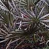 Serenoa repens, habit