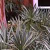 Serenoa repens, habit