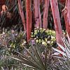 Serenoa repens, habit