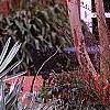 Serenoa repens, habit