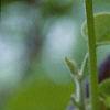 Aristolochia manshuriensis, flowers