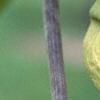 Aristolochia manshuriensis, flowers