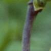 Aristolochia manshuriensis, flowers