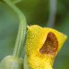 Aristolochia manshuriensis, flowers