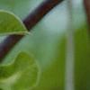 Aristolochia manshuriensis, flowers
