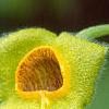 Aristolochia manshuriensis, flowers